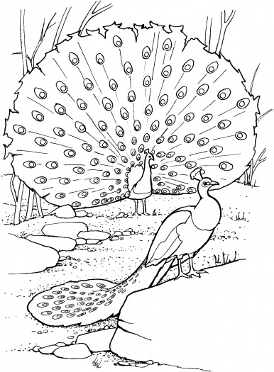 386x525 Realistic Peacock Coloring Page Two Peacocks Coloring Page