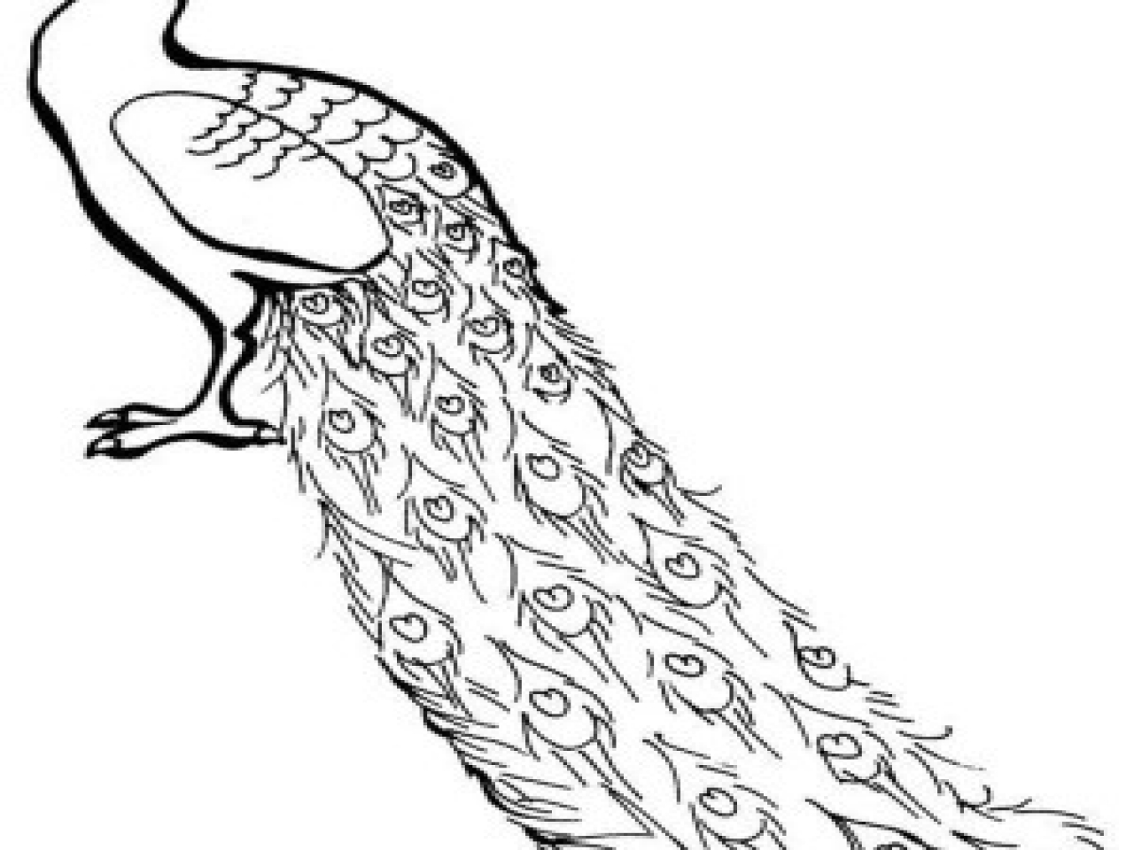 1280x960 Realistic Peacock Coloring Page Pages A Lovely African Congo