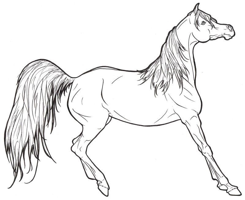 800x653 Horse Head Coloring Page
