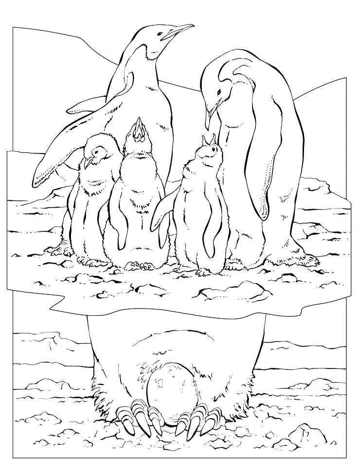 736x952 Geographic Coloring Pages Emperor Penguin Coloring Page Geographic