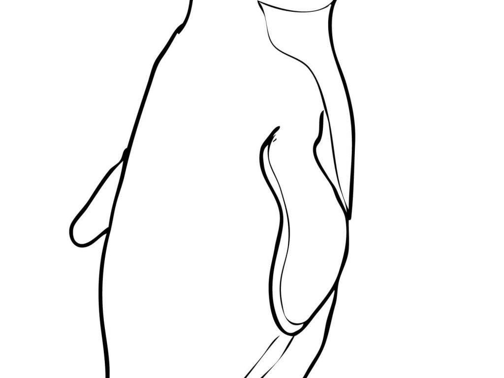 1024x768 Little Blue Penguin Coloring Page Free Printable Sensational