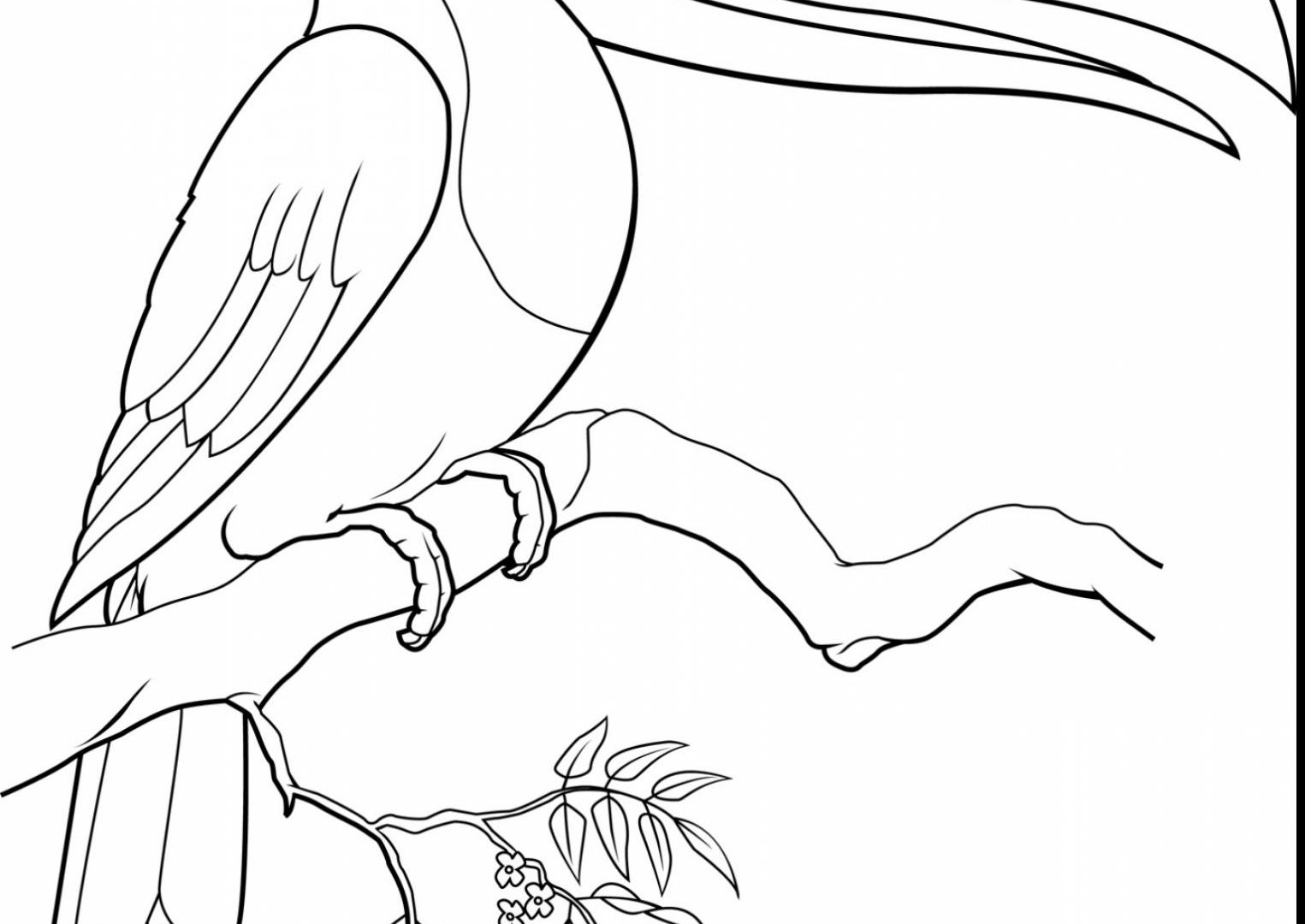 1525x1080 Toucan Coloring Pages Page For Preschoolers To Print Free
