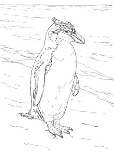 236x314 Angel Coloring Pages Realistic Realistic Parakeet Coloring Pages