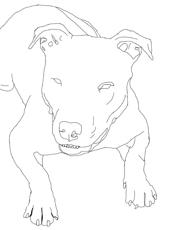 Realistic Pitbull Coloring Pages