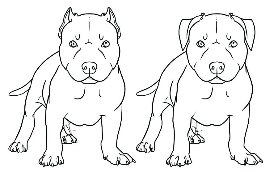 900x559 Pitbull Coloring Page Coloring Page Idea Coloring Pages