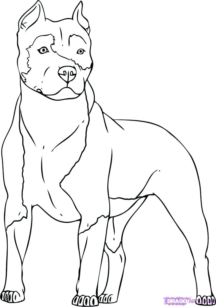 728x1032 Pitbull Coloring Page Coloring Pages Realistic Pitbull Coloring