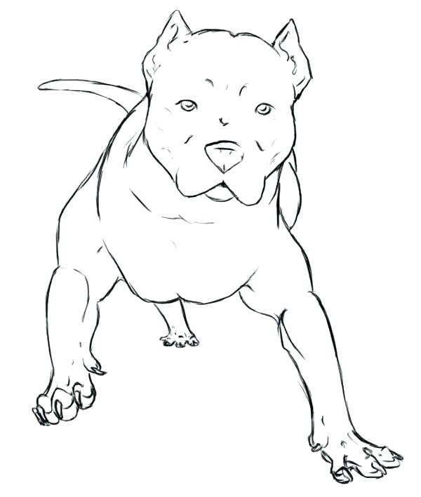 600x709 Pit Bull Coloring Pages Unique Coloring Pages For Drawn Pit Bull