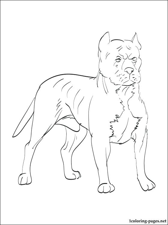 560x750 Pit Bull Terrier Coloring Page Coloring Pages Pit Bull Terrier