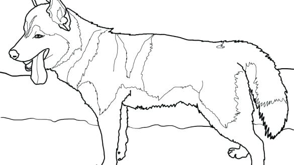 585x329 Pitbull Coloring Page Coloring Page Coloring Pages As Well As Free