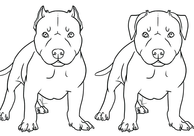 800x559 Pitbull Coloring Page Coloring Page Excellent Bulldogs Coloring