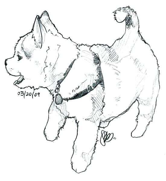 550x598 Siberian Husky Coloring Pages Husky Coloring Pages Husky Dog