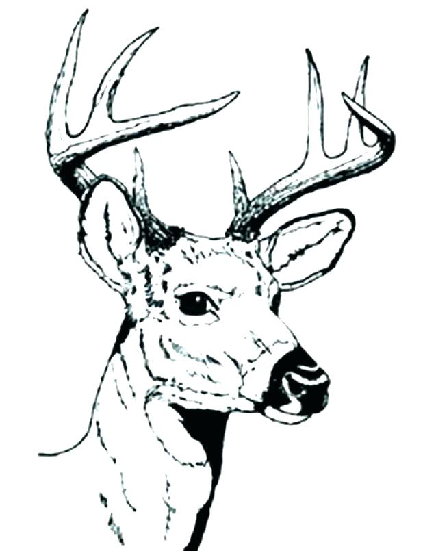 618x805 Whitetail Deer Coloring Pages Deer Coloring Pages Baby Deer