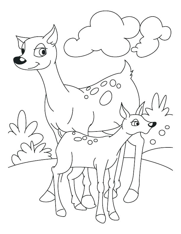 612x792 Whitetail Deer Coloring Pages Idea Realistic Reindeer Coloring