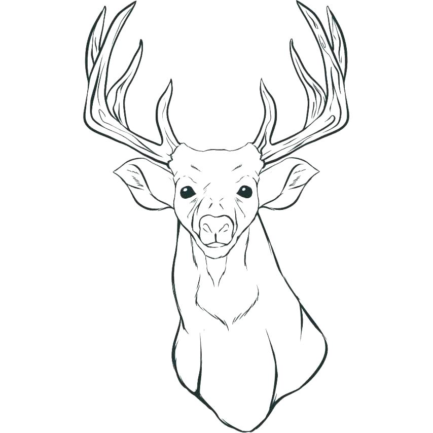 854x854 Deer Coloring Pages To Print Fuhrer Von