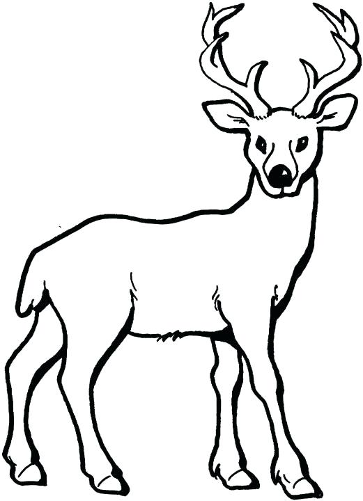 521x720 Realistic Reindeer Coloring Pages