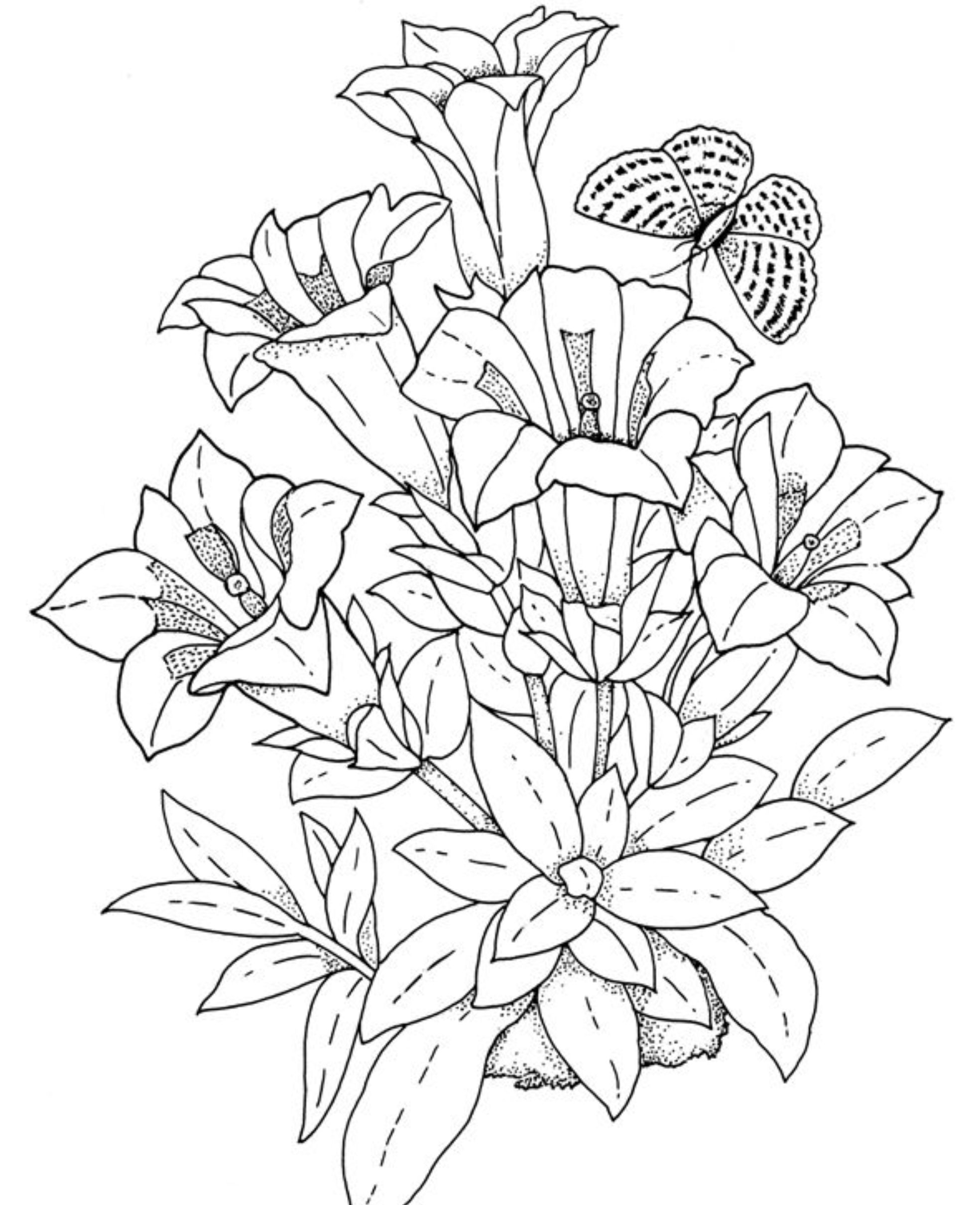 1968x2418 Realistic Flowers Coloring Pages Coloring Pagespatterns
