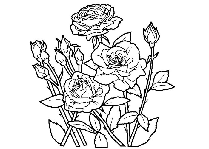 700x500 Rose Coloring Pages And Pictures For Kids