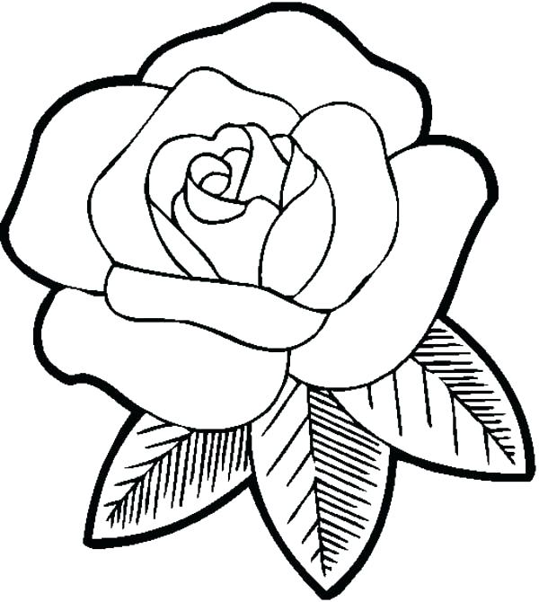 600x670 Roses Coloring Pages Rose Colored Sheets Together With Big