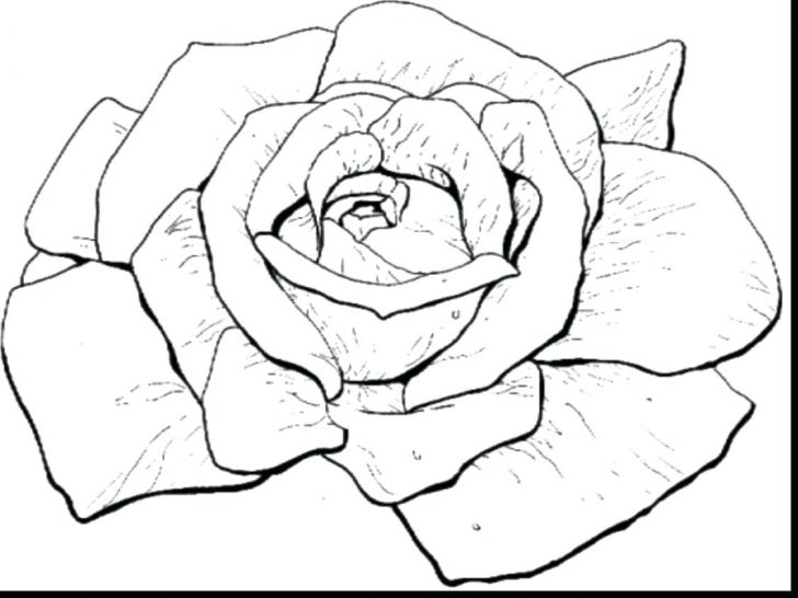 728x546 Shapes Coloring Pages Flower Page Best Of Outline Flowers Sheet