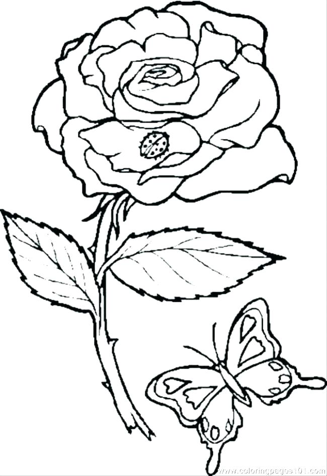 650x948 Printable Rose Flower Coloring Pages Vanda