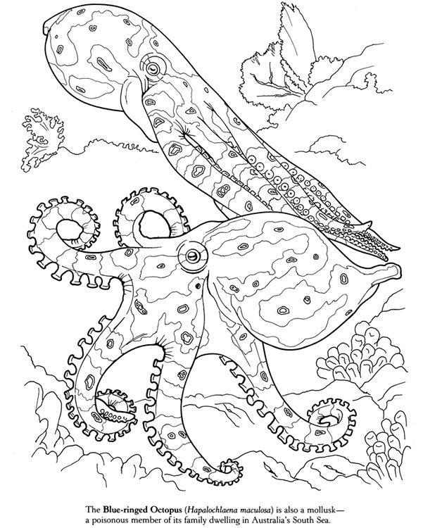 Realistic Sea Life Coloring Pages