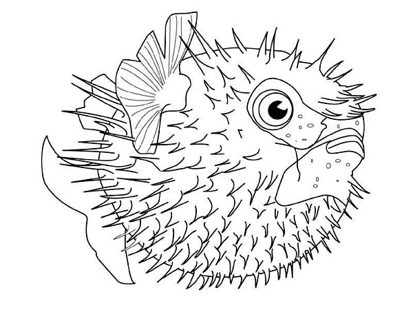 600x450 Realistic Sea Animal Coloring Pages. Beautiful Realistic Ocean