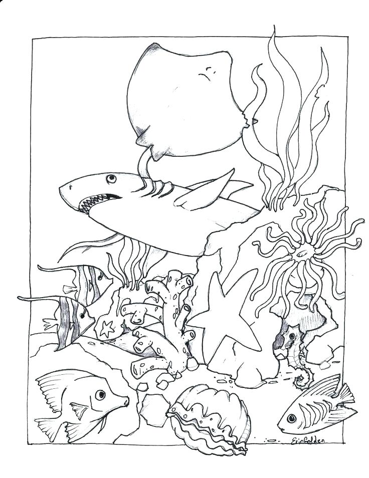 736x954 Water Animals Coloring Pages Pics Realistic Ocean Animals Coloring