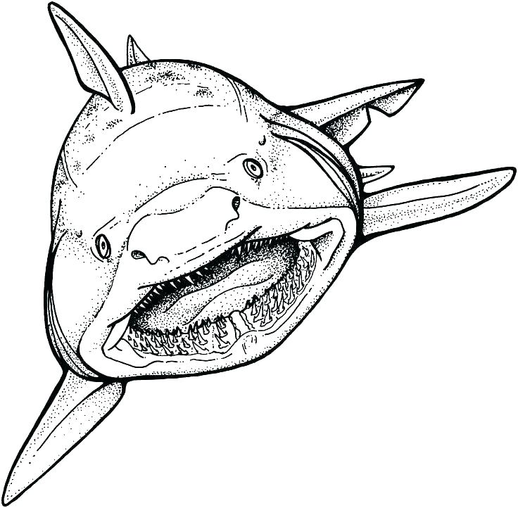 Realistic Shark Coloring Pages