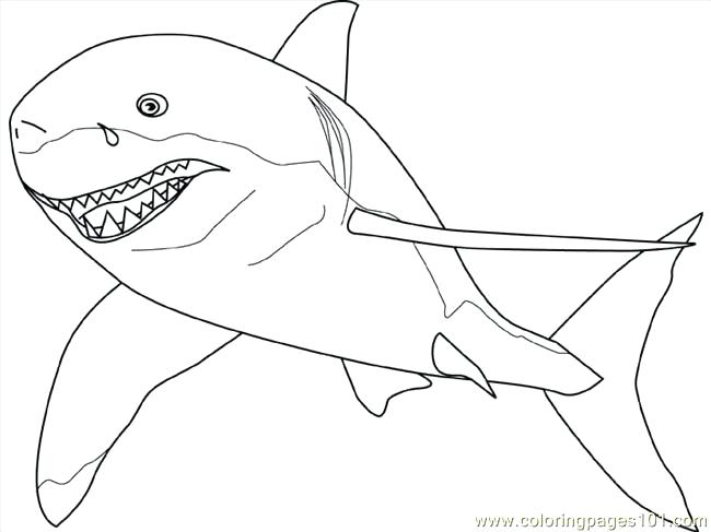 650x487 Great White Shark Coloring Pages Able Ing Ing Ing Great White