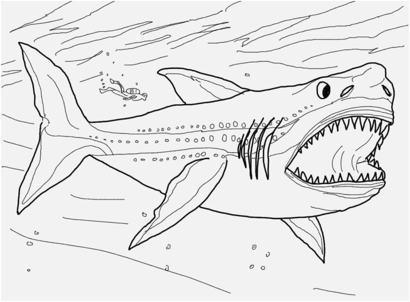 827x609 Great White Shark Coloring Pages Capture Megalodon Shark Coloring
