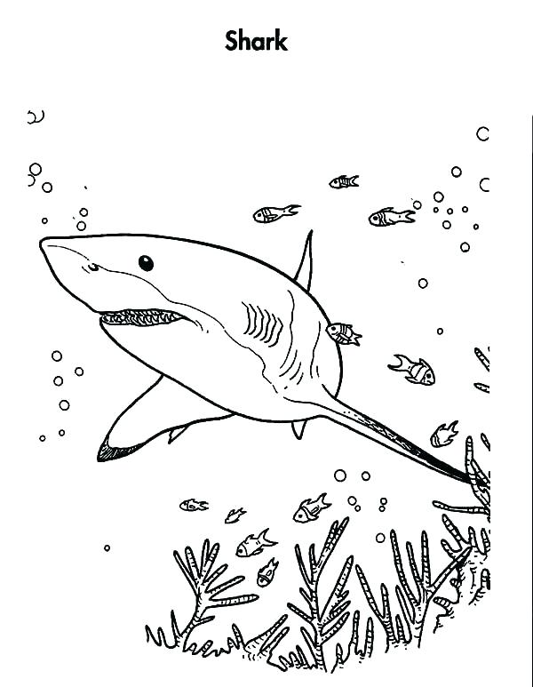 600x773 Hammerhead Shark Printable Coloring Page Realistic Bull Shark