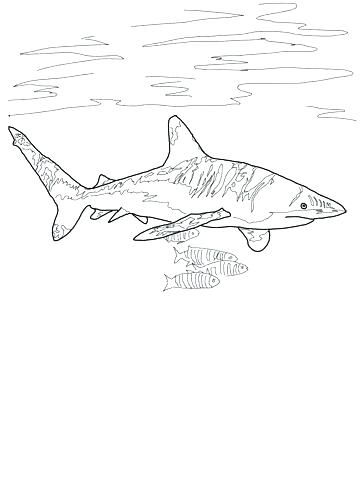 360x480 Coloring Pages Shark Coloring Pages Tiger Shark Coloring Pages