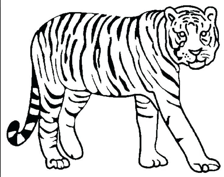 736x581 Free Tiger Coloring Pages Tiger Coloring Picture Tiger Pictures
