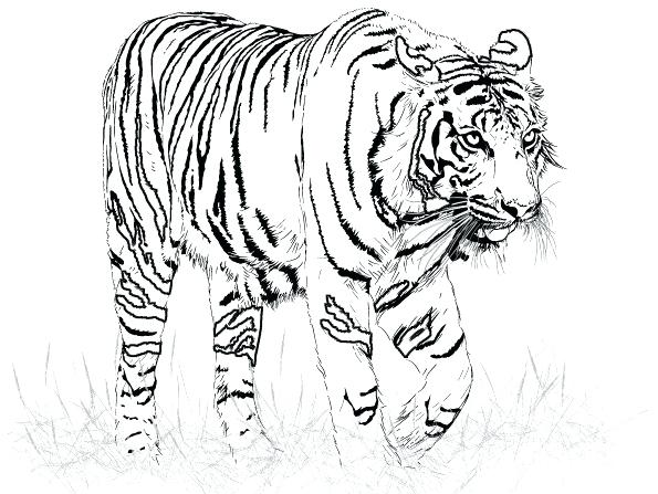 595x447 Free Tiger Coloring Pages Slavyanskiy.club