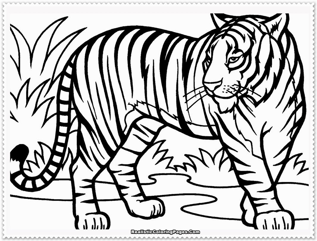 1066x810 Baby Tiger Coloring Pages