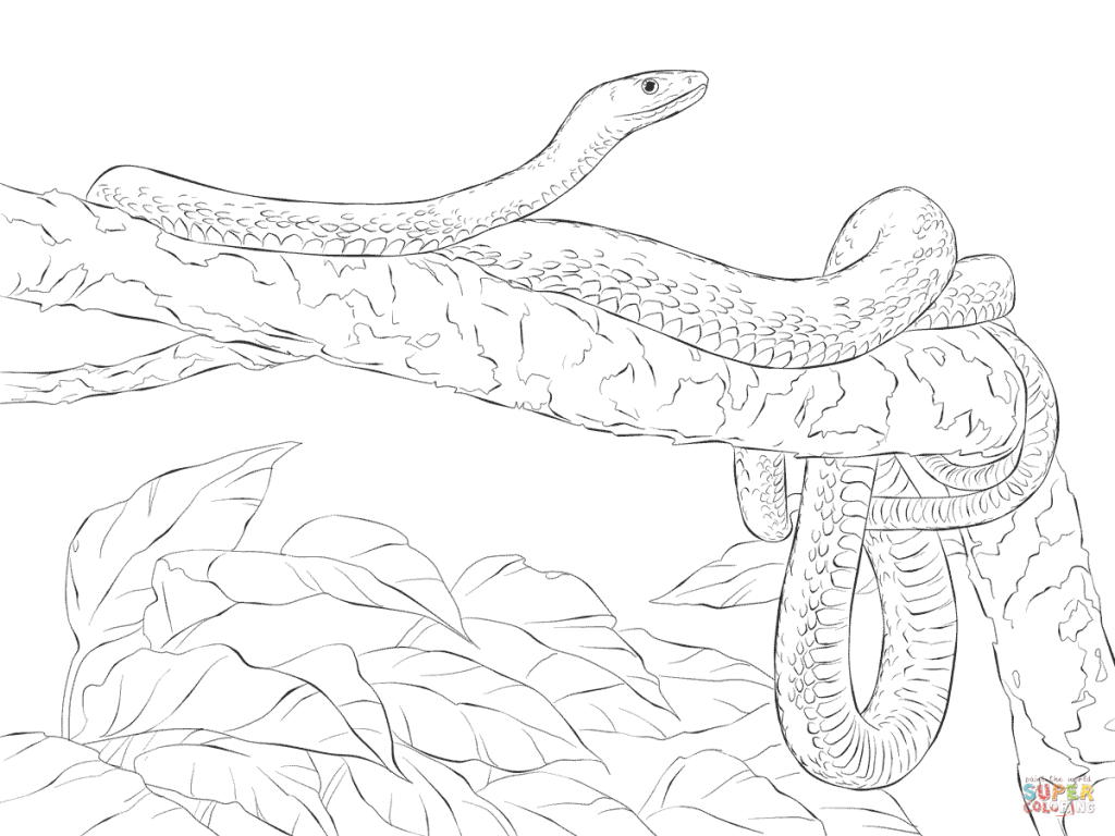1024x768 Eastern Green Mamba Tree Download Coloring Pages
