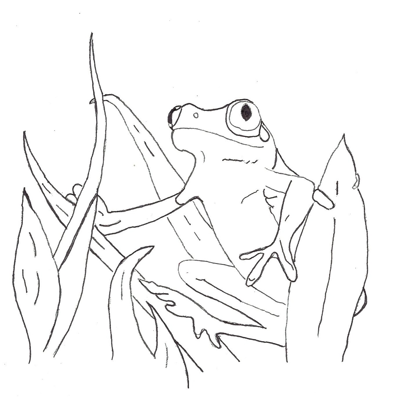 1348x1400 Frog Color Pages For Children Activity Shelter Coloring Pages