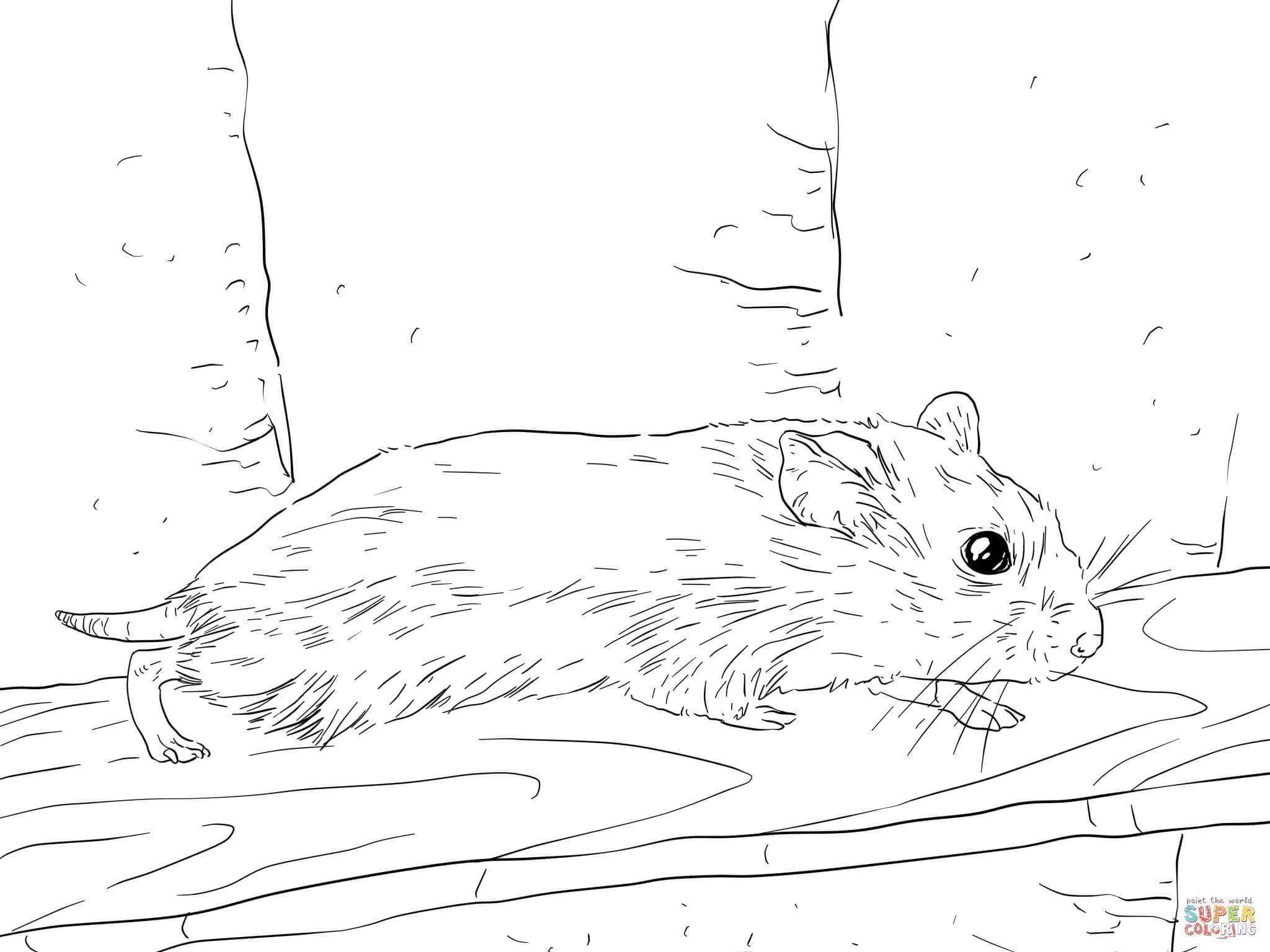 2048x1536 Hamster Coloring Pages Realistic Cute Sheets Humphrey Colouring