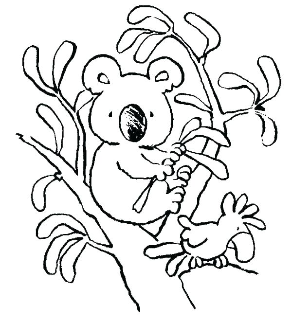 600x664 Koala Coloring Page Koala Bear On Big Tree Coloring Page Baby