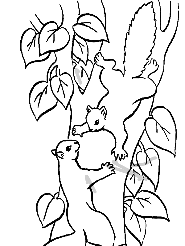 600x800 Squirrel Climbing Tree Coloring Page