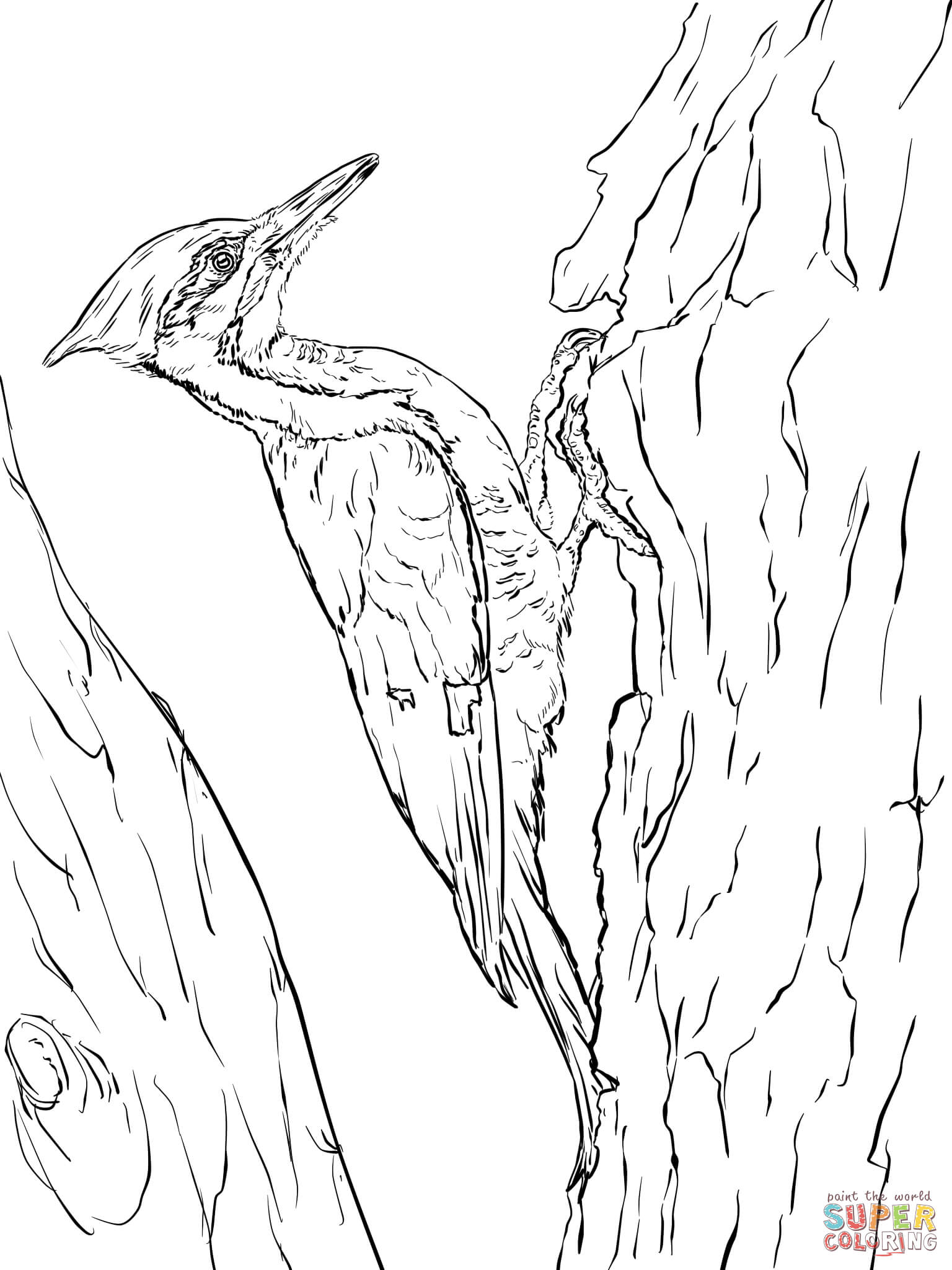1536x2048 Survival Downy Woodpecker Coloring Page Hairy