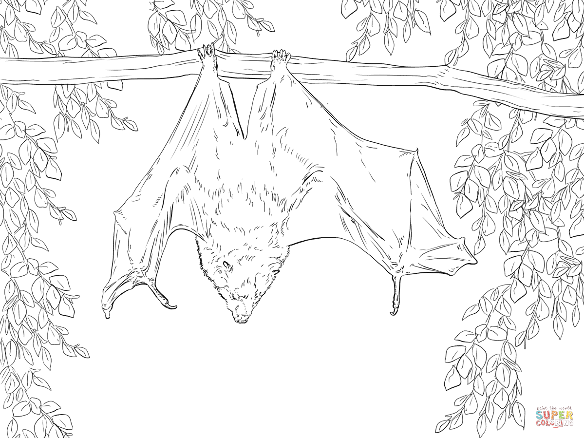 1199x899 Bats Coloring Pages