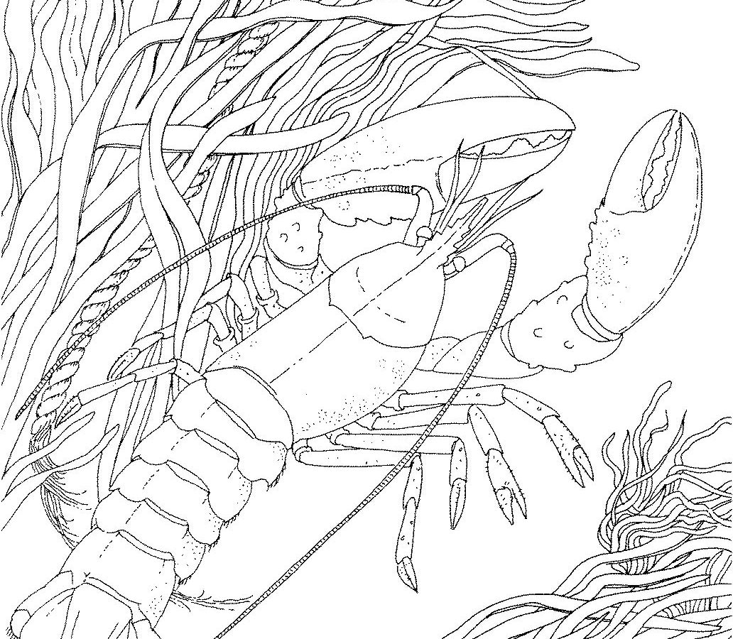 1032x900 Crayfish Coloring Page Free Printable Realistic Crawfish