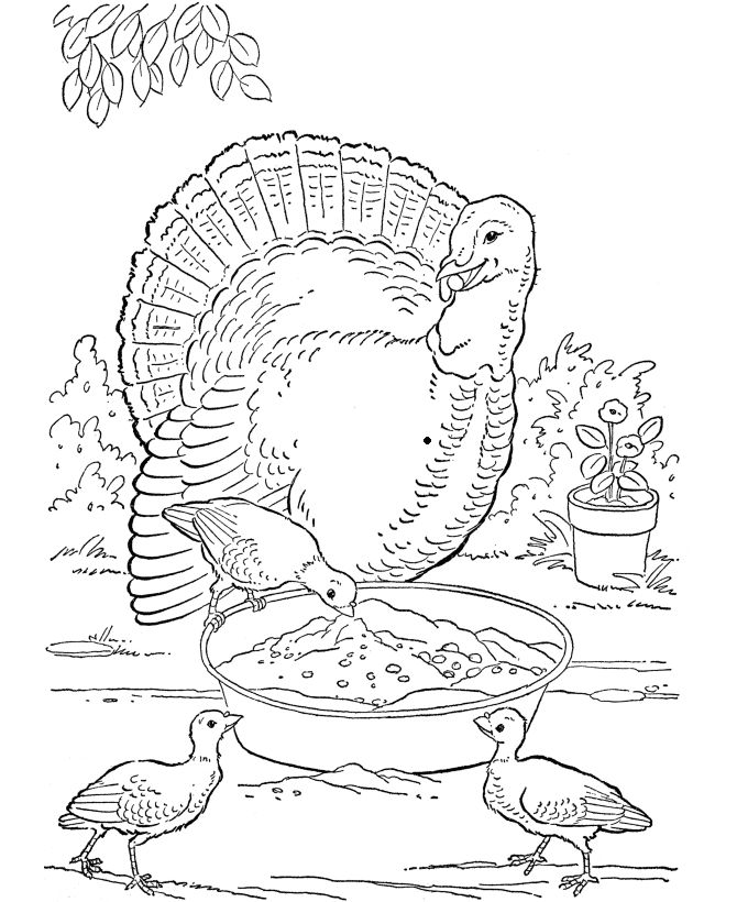 Realistic Turkey Coloring Pages