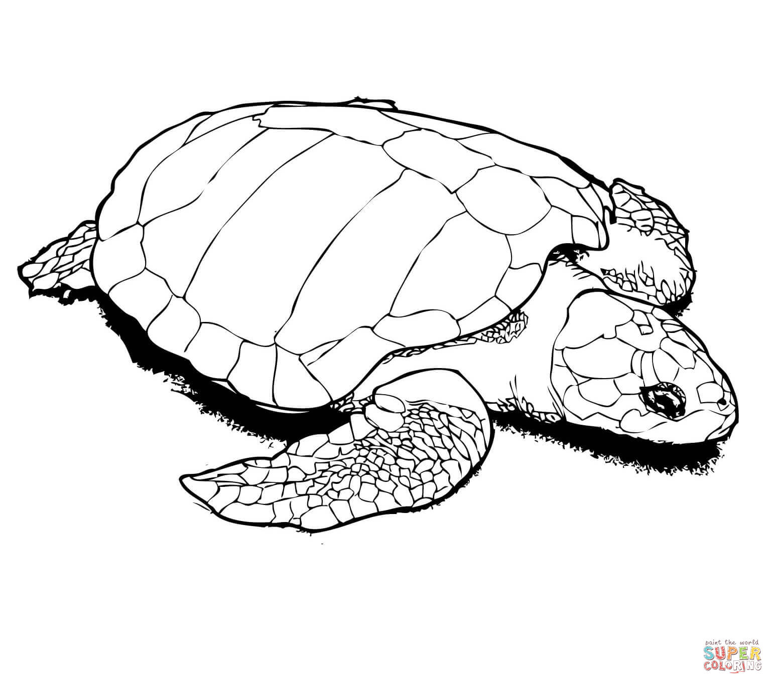 1540x1364 Monumental Realistic Turtle Coloring Pages Turtles Free