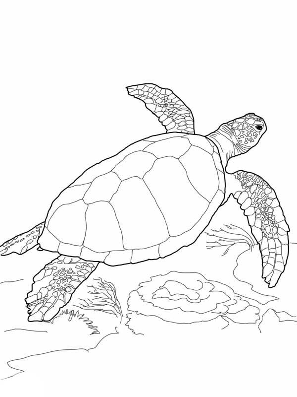 600x800 Realistic Sea Turtle Coloring Pages Color Bros