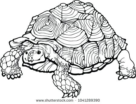 450x345 Realistic Turtle Coloring Pages Ninja Sheets Page Free Turtles 3