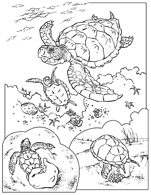600x776 Sea Turtle Coloring Pages 360coloringpages