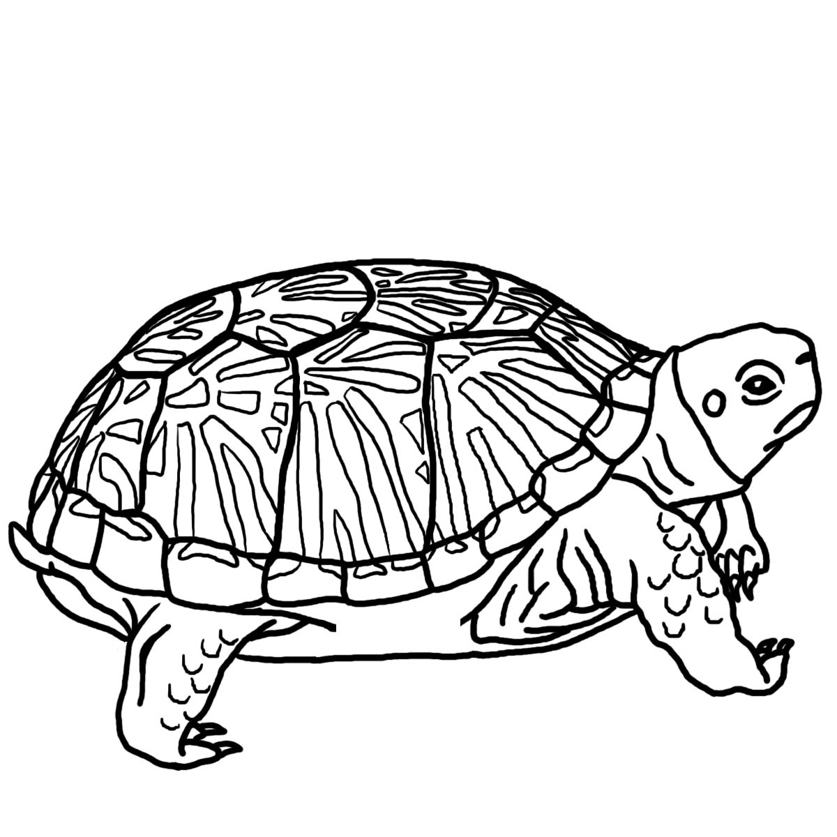 1200x1200 Drawn Sea Turtle Realistic