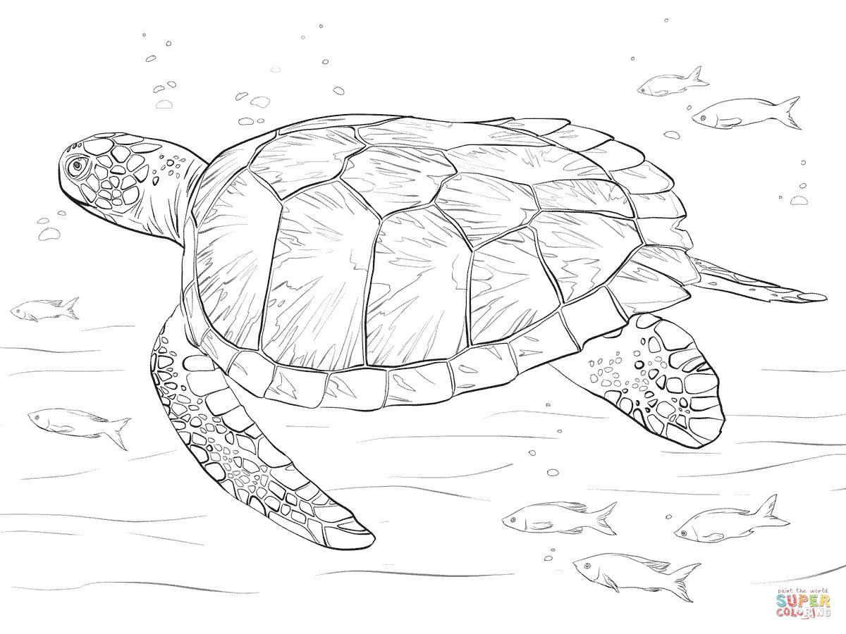 1200x900 Green Sea Turtle Coloring Page Free Printable Pages Cool Realistic